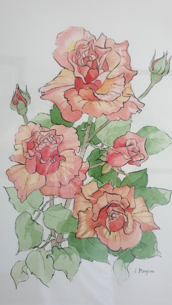 Lady McCusker Rose by Dr Janet Bayliss